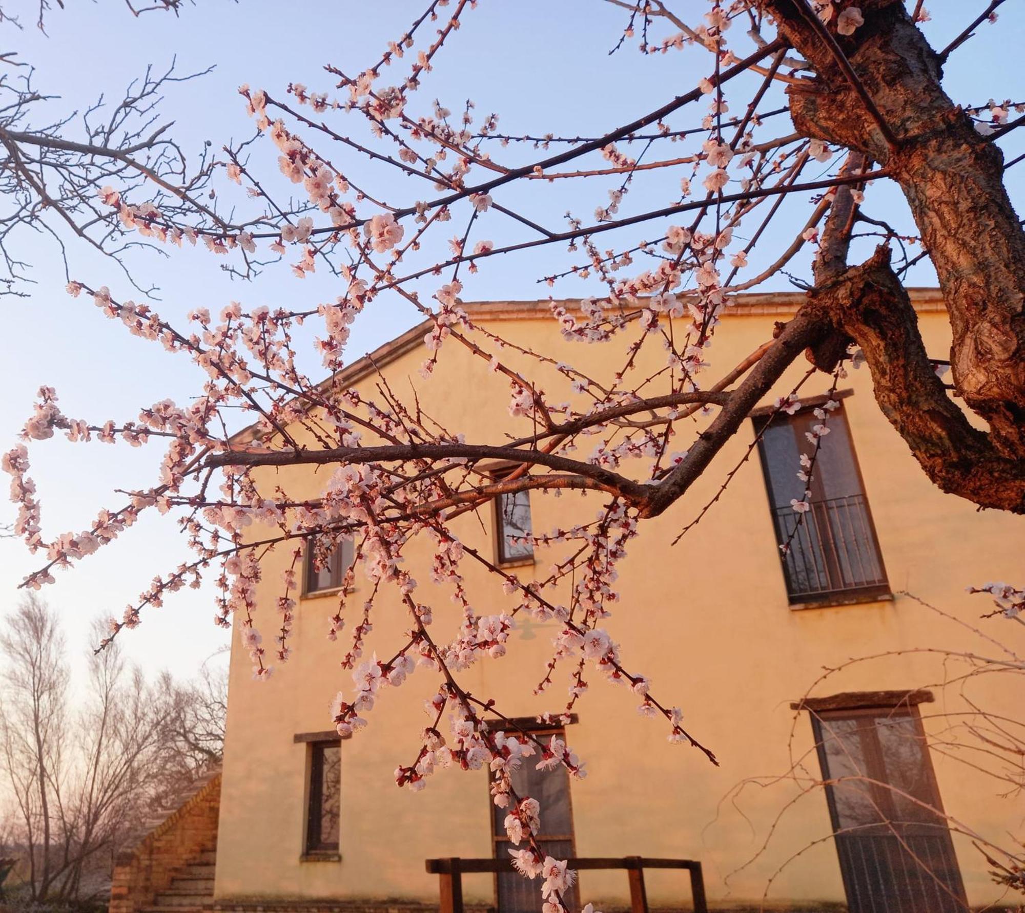 Il Casale Di Aurora Country House Colmurano ภายนอก รูปภาพ